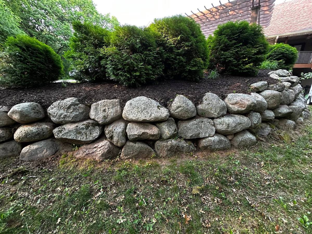 Evergreen shrubs trimmed to an even shape along the top of a boulder wall above a mulched bed.